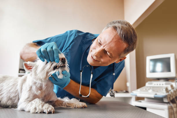Best Weekend Emergency Dentist in Clifton Springs, NY